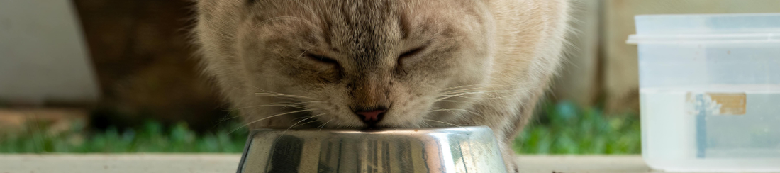 Cat vs. Dog Nutritional Needs: 2026 Science-Based Feeding Guide (With Hydration Formula & Nutritional Traps)